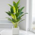 Palmera tropical