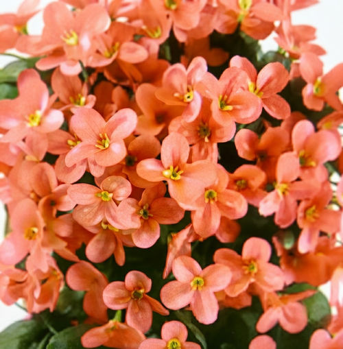 Flor artificial